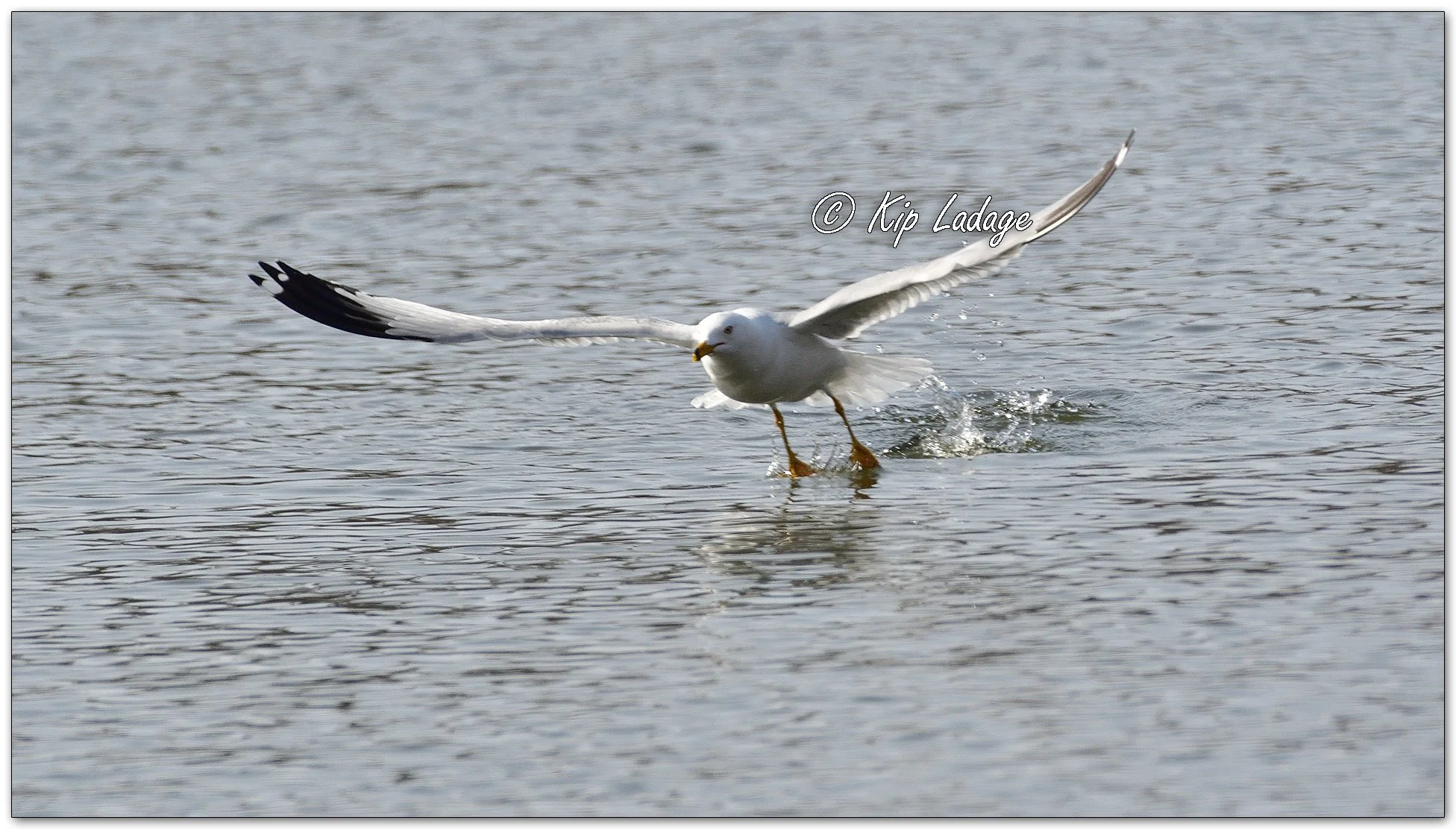 Ring-billed Gull - Image 1073796