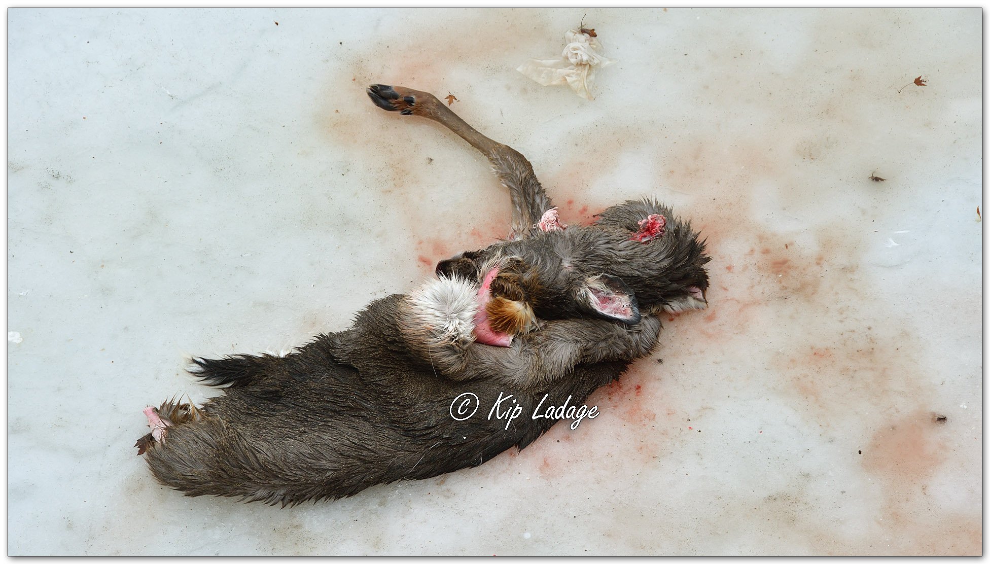 Whitetail Carcasses on Ice - Image 1053029