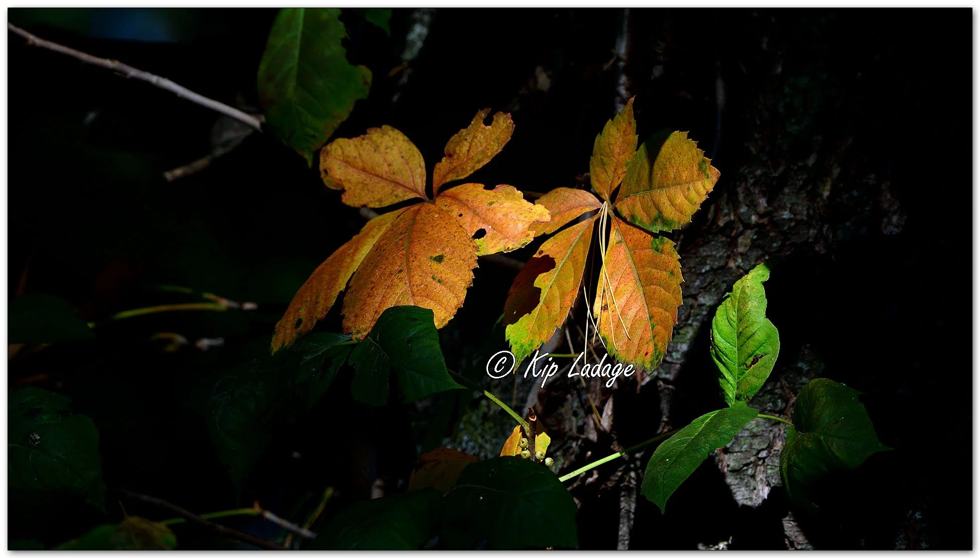 Autumn Virginia Creeper - Image 1159927