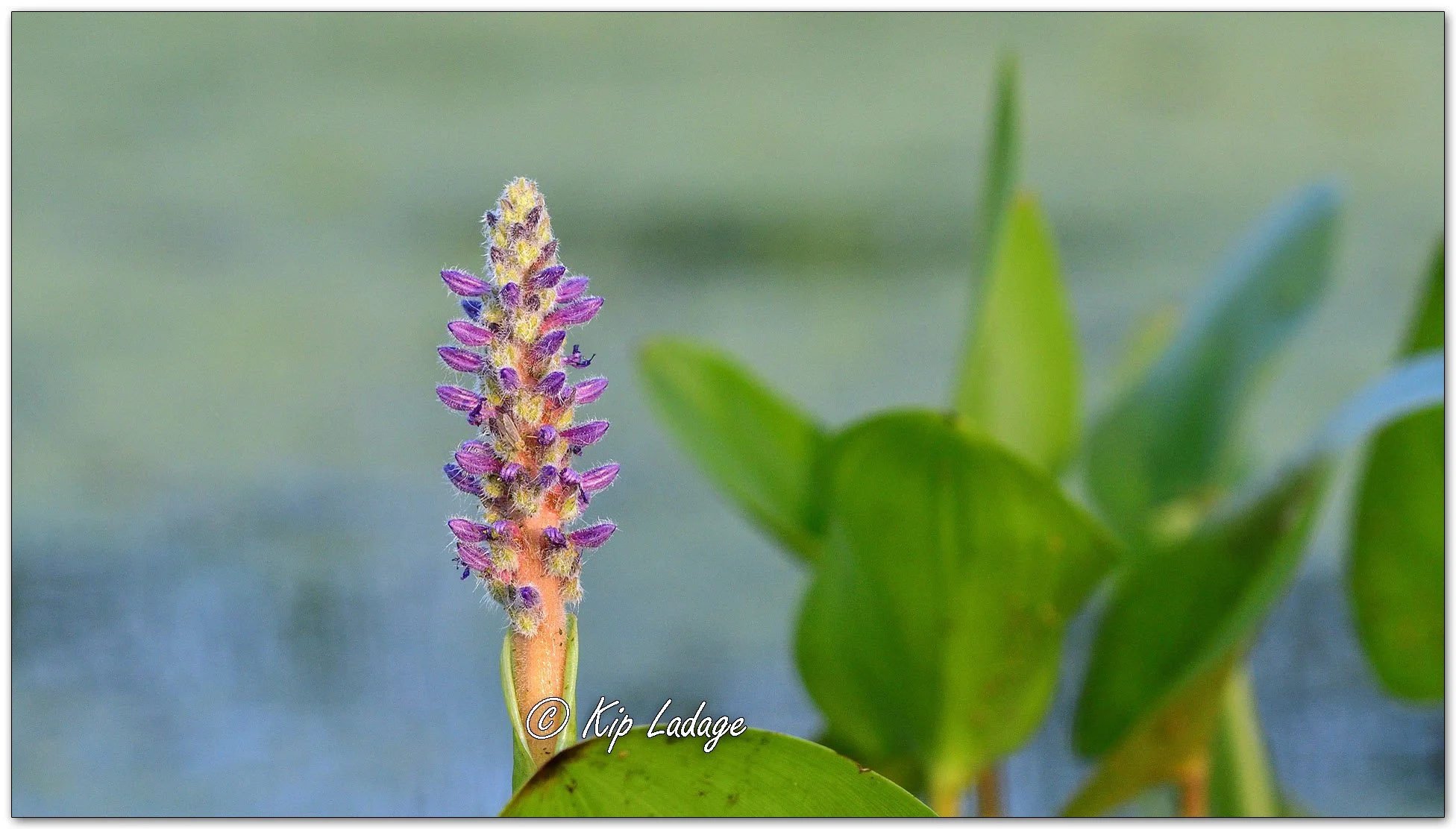 Pickerelweed - Image 1124706