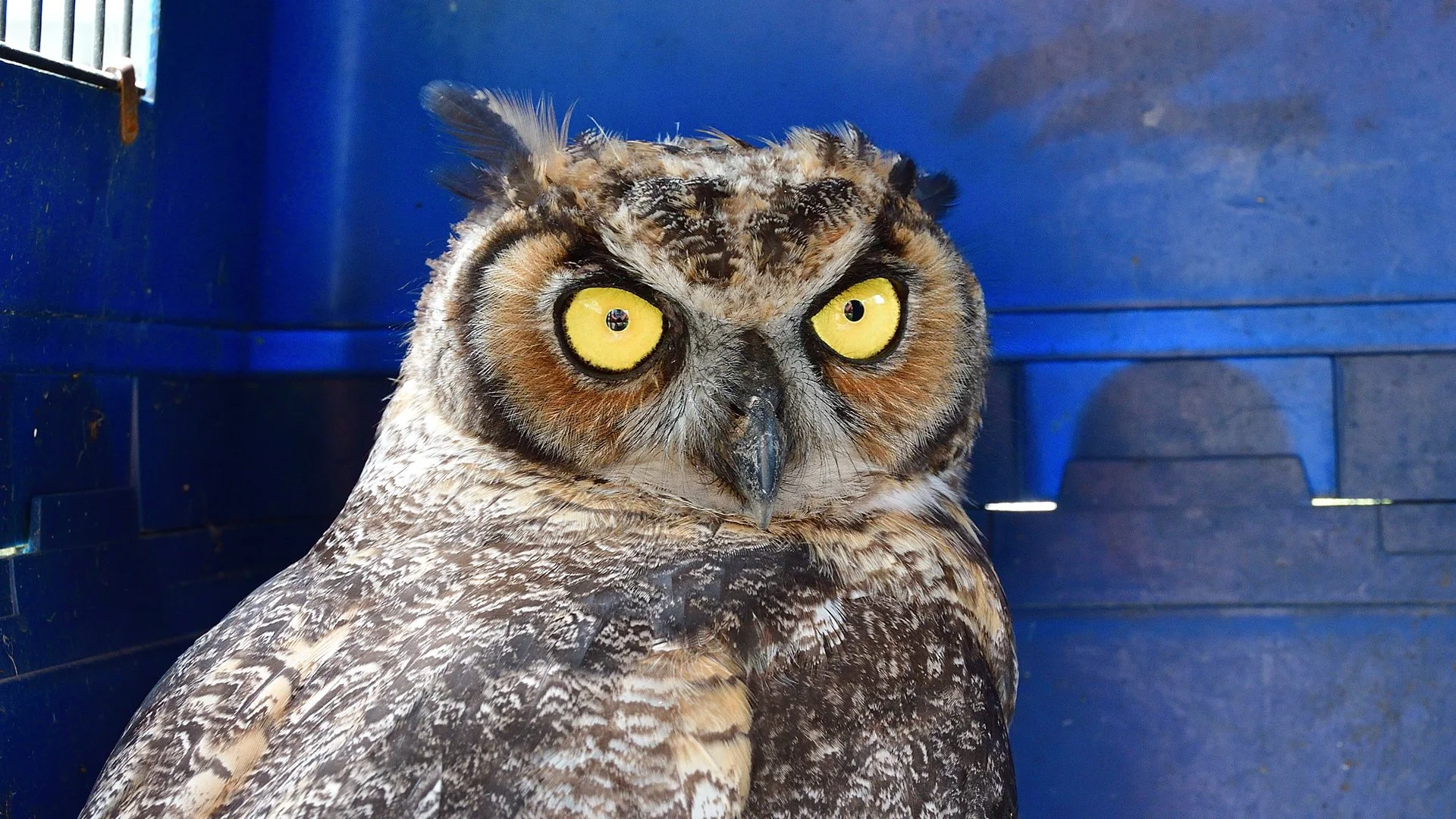 Great Horned Owl - Image 1131605