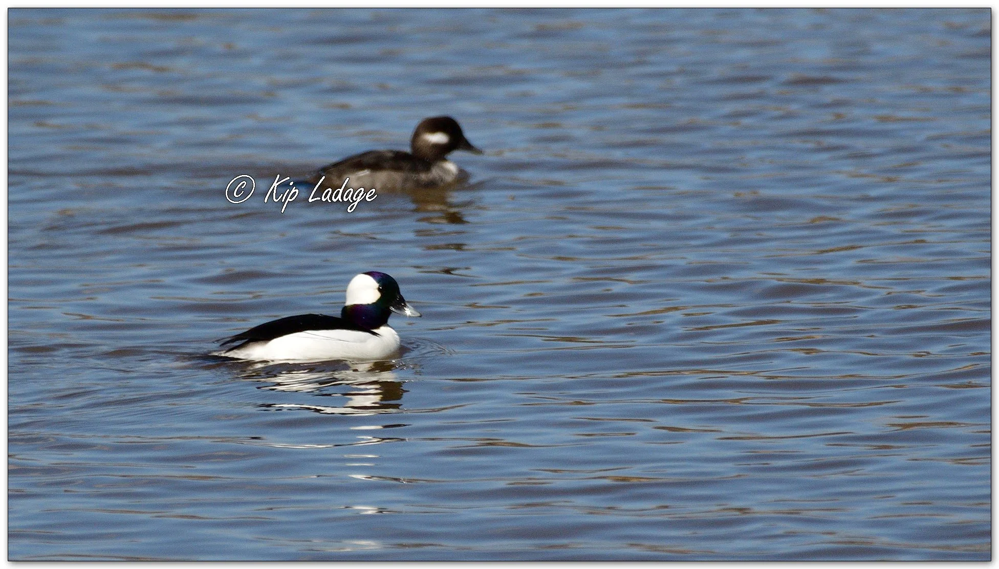 Buffleheads at Sweet Marsh - Image 1083800