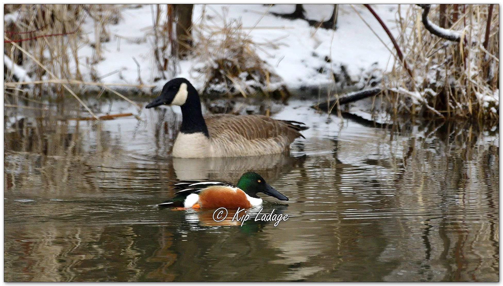 Northern Shoveler and Canada Goose in Snow - Image 1073171