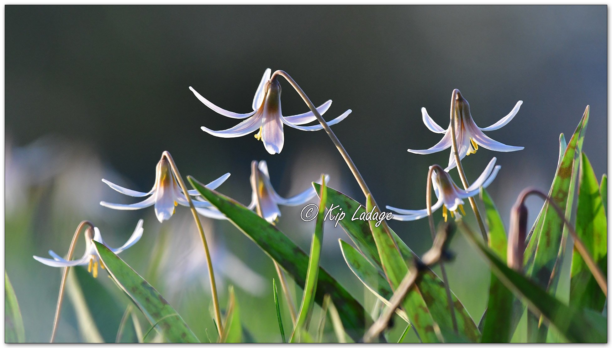 Dogtooth Violet (Trout Lily) - Image 1091039