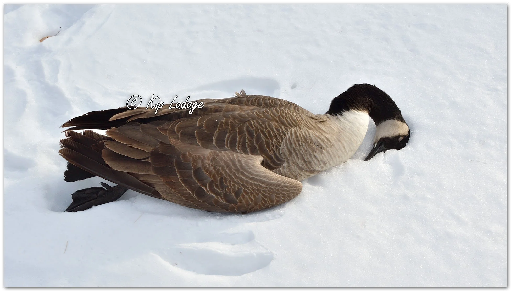 Dead Canada Goose - Image 1050055