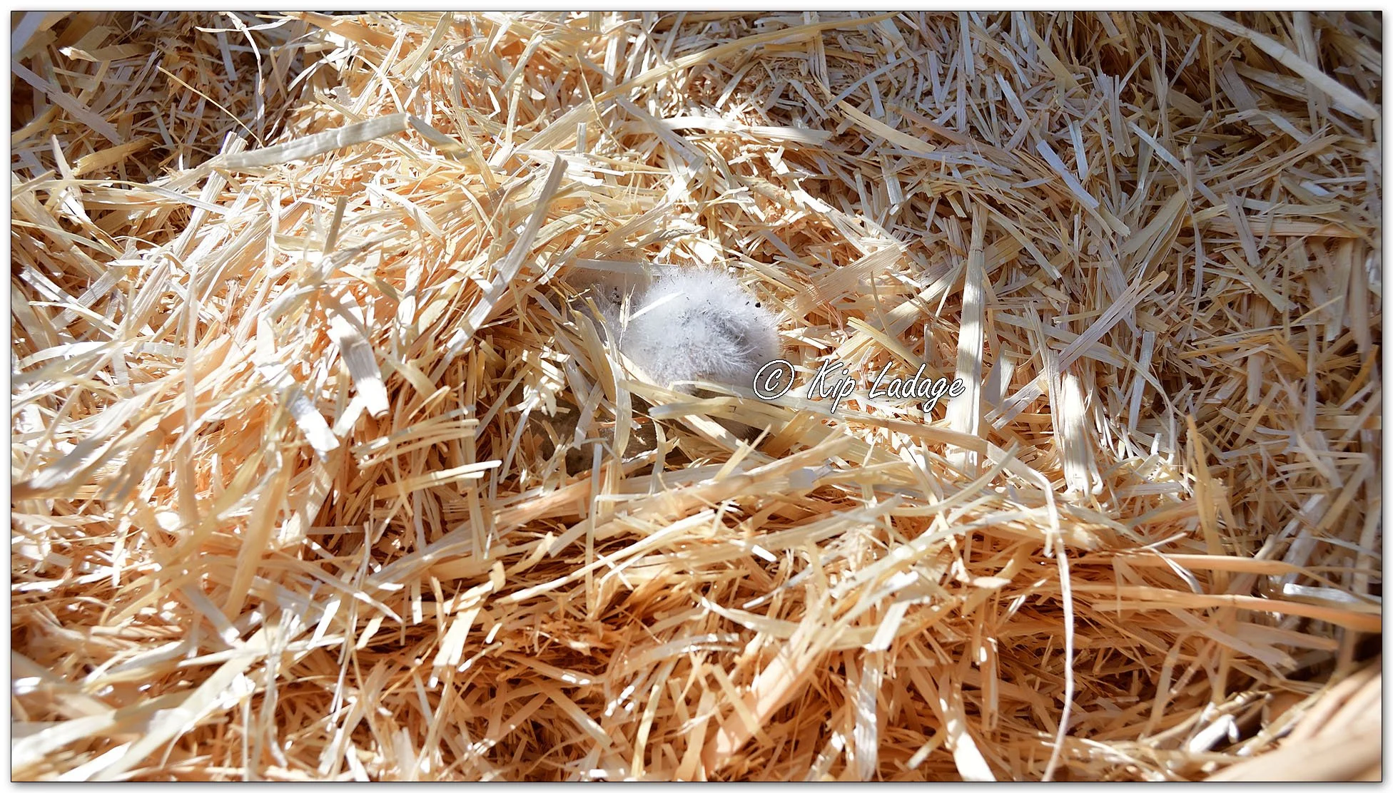 Barred Owlet in Artificial Nest - Image 1090798