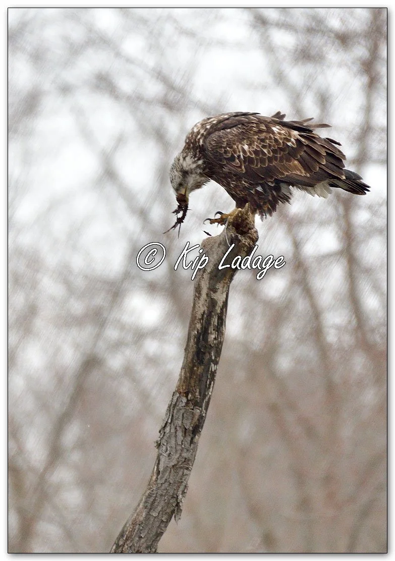 Young Bald Eagle Feeding On Carcass - Image 1066811