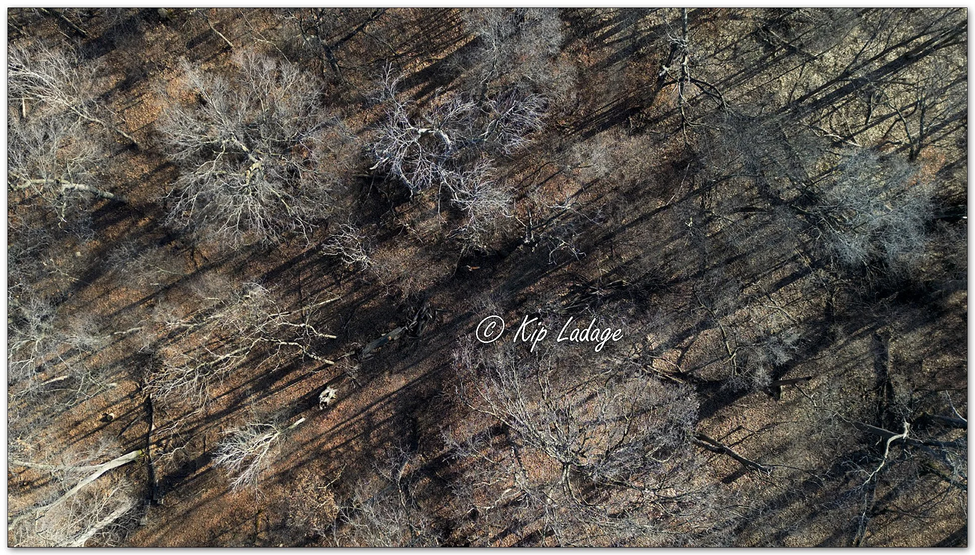 Winter Trees and Shadows - Image 1064667