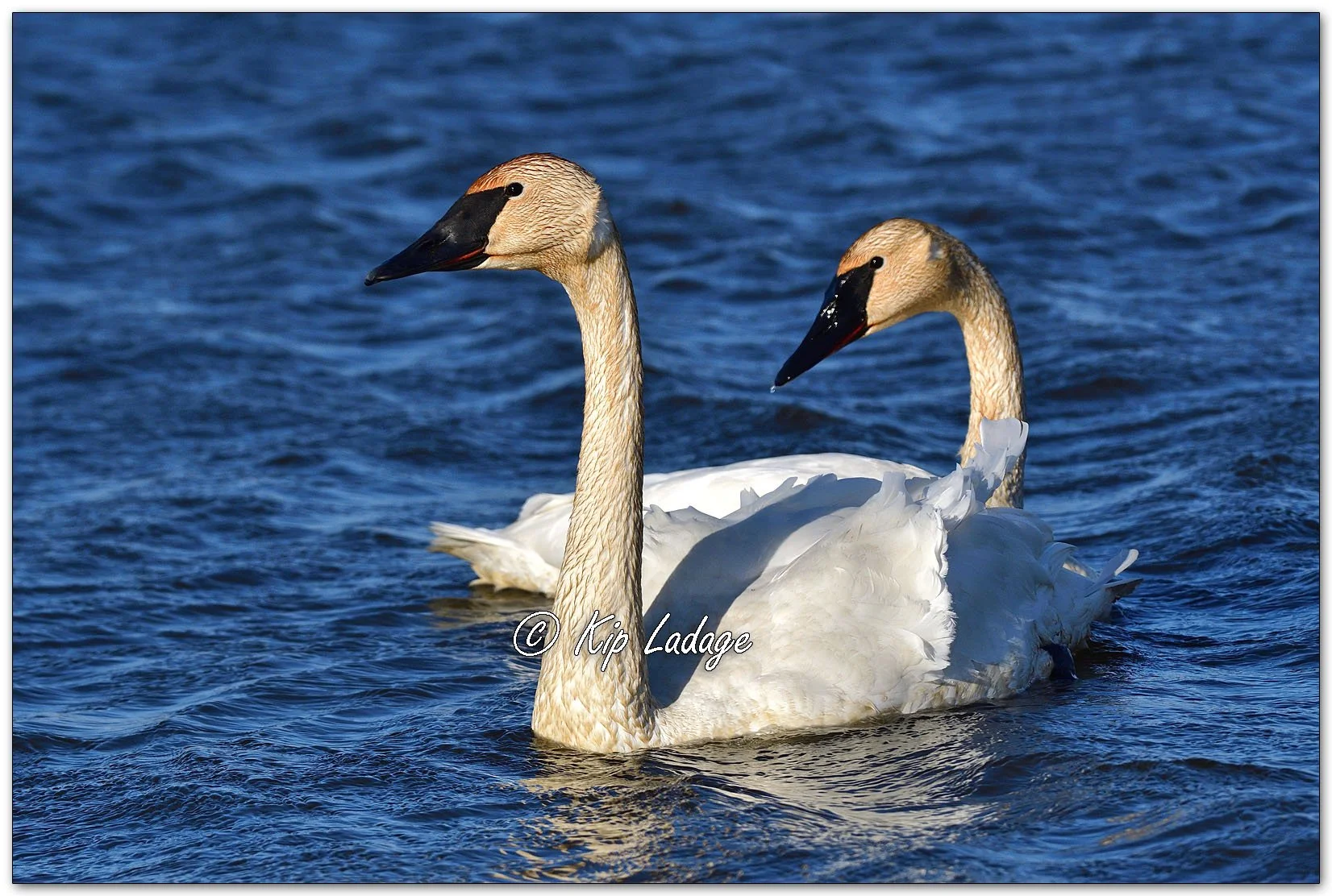 Trumpeter Swan - Image 1072030