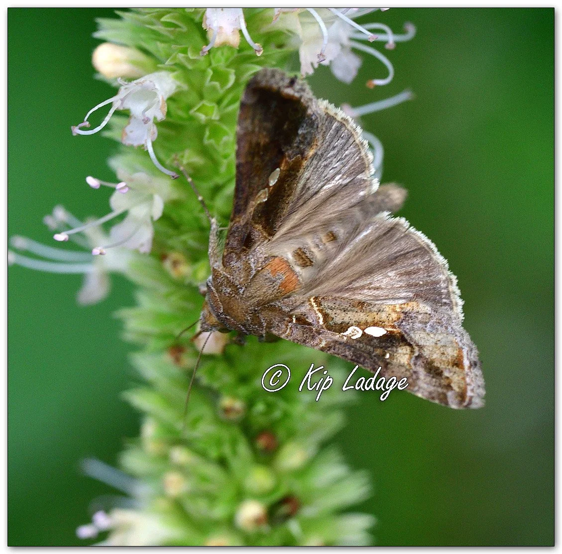 Soybean Looper Moth - Image 1142953