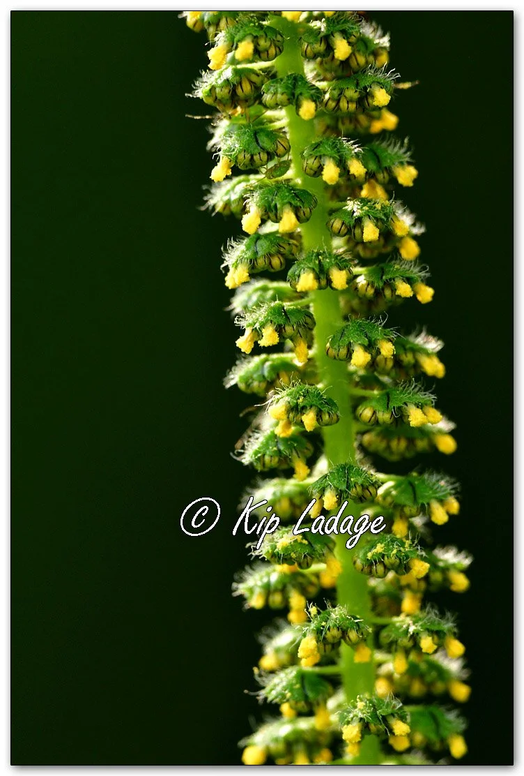 Giant Ragweed - Image 1139493