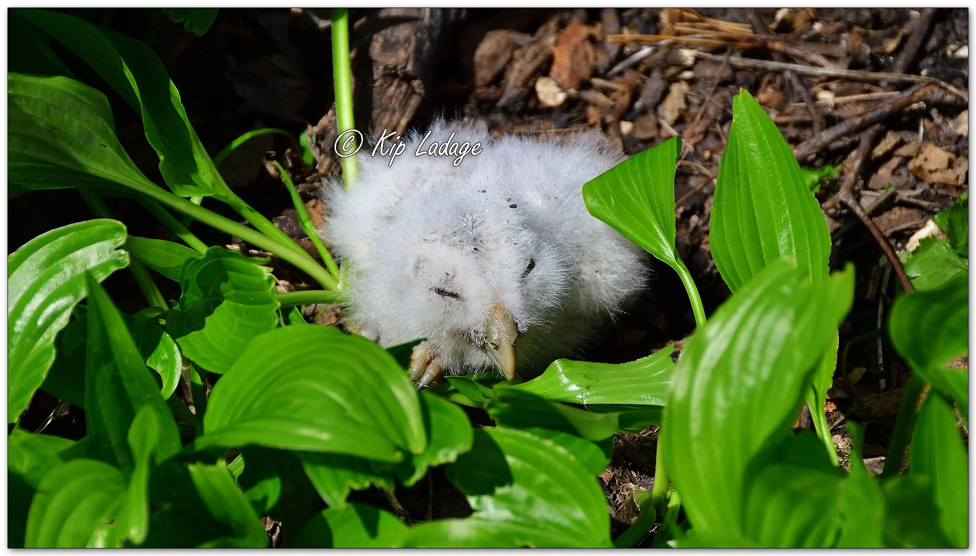 Barred Owlet - Image 1090598
