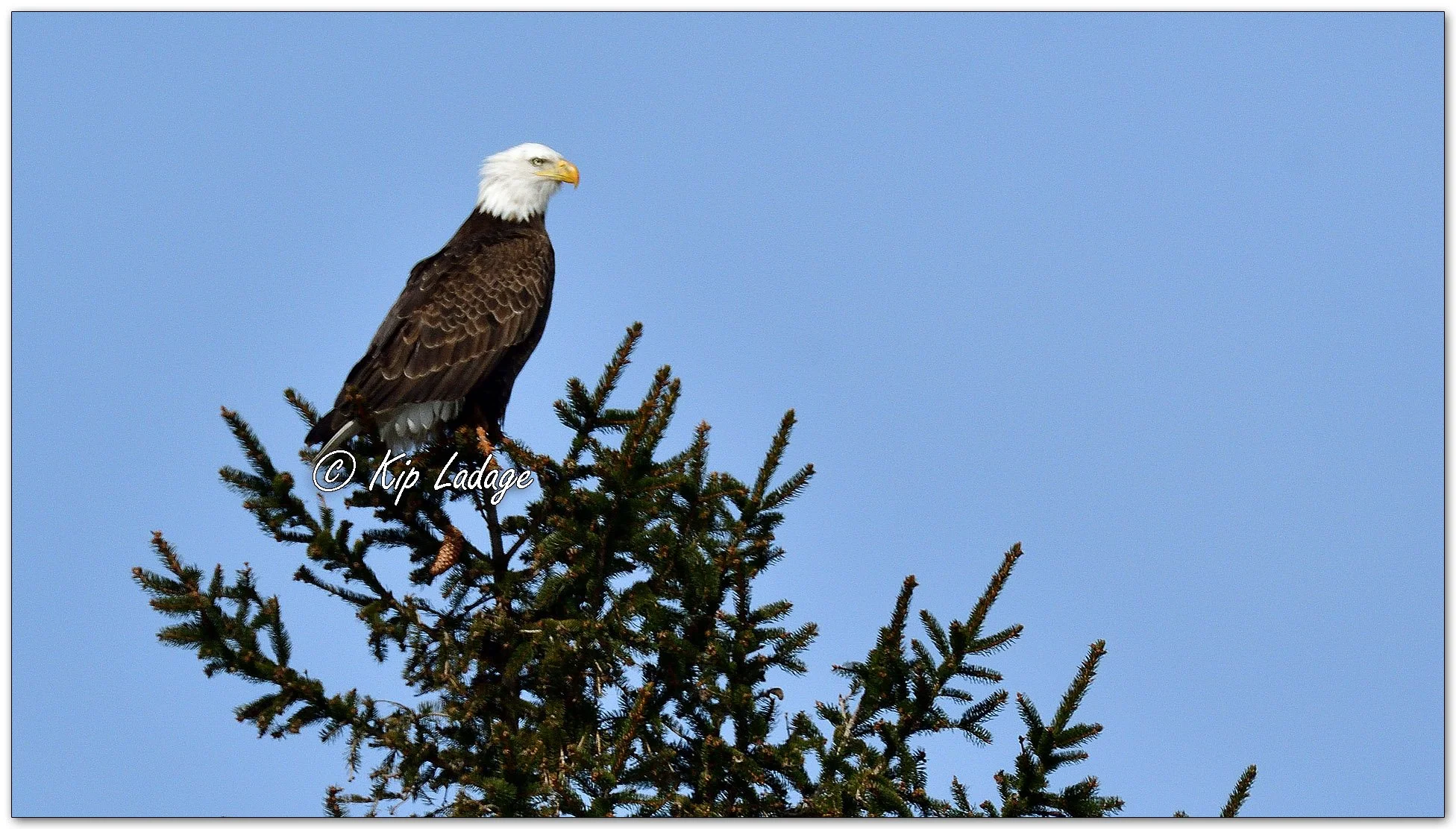 Adult Bald Eagle - Image 1074146