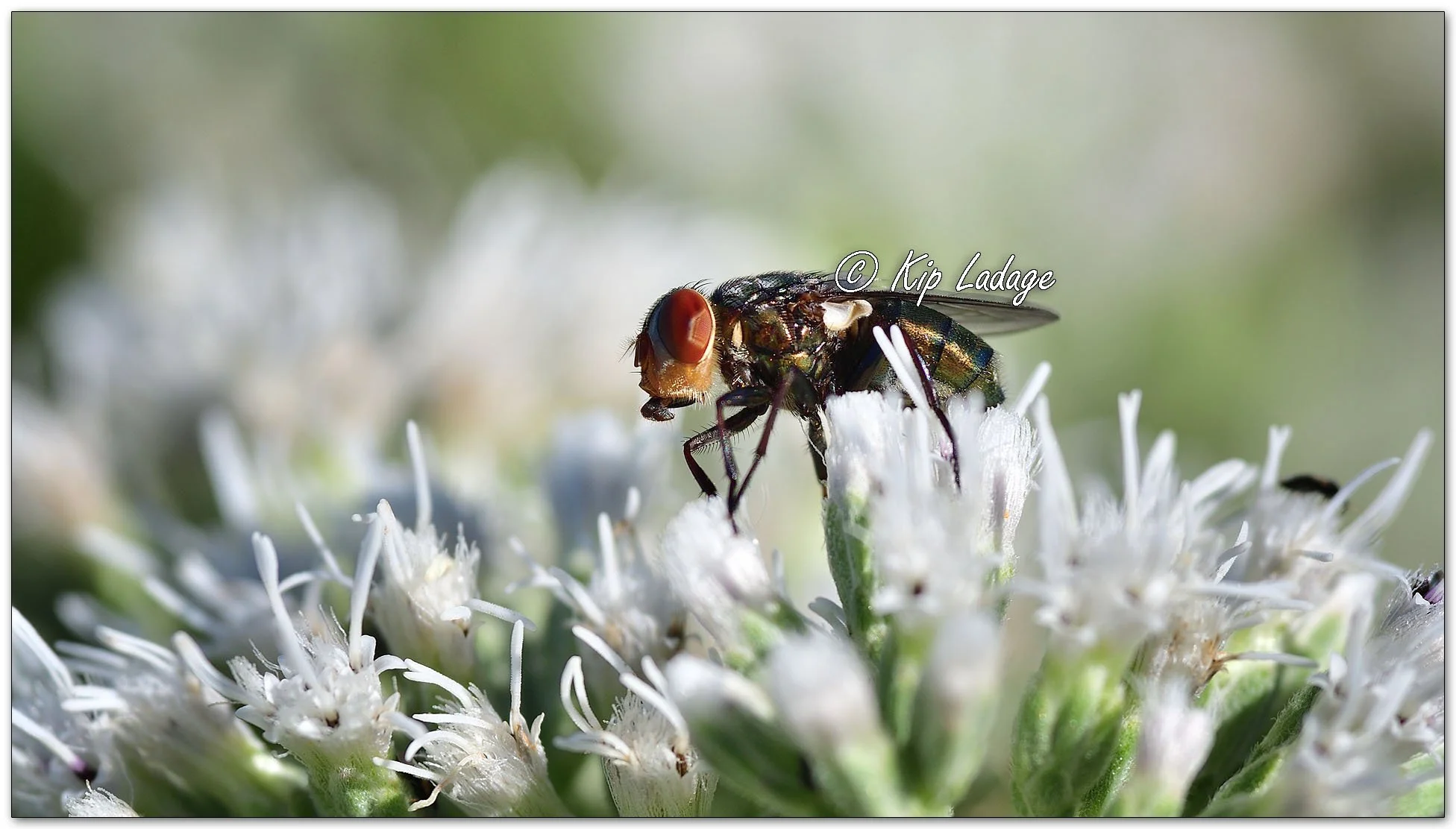Oriental Blowfly on Late Boneset - Image 1144657