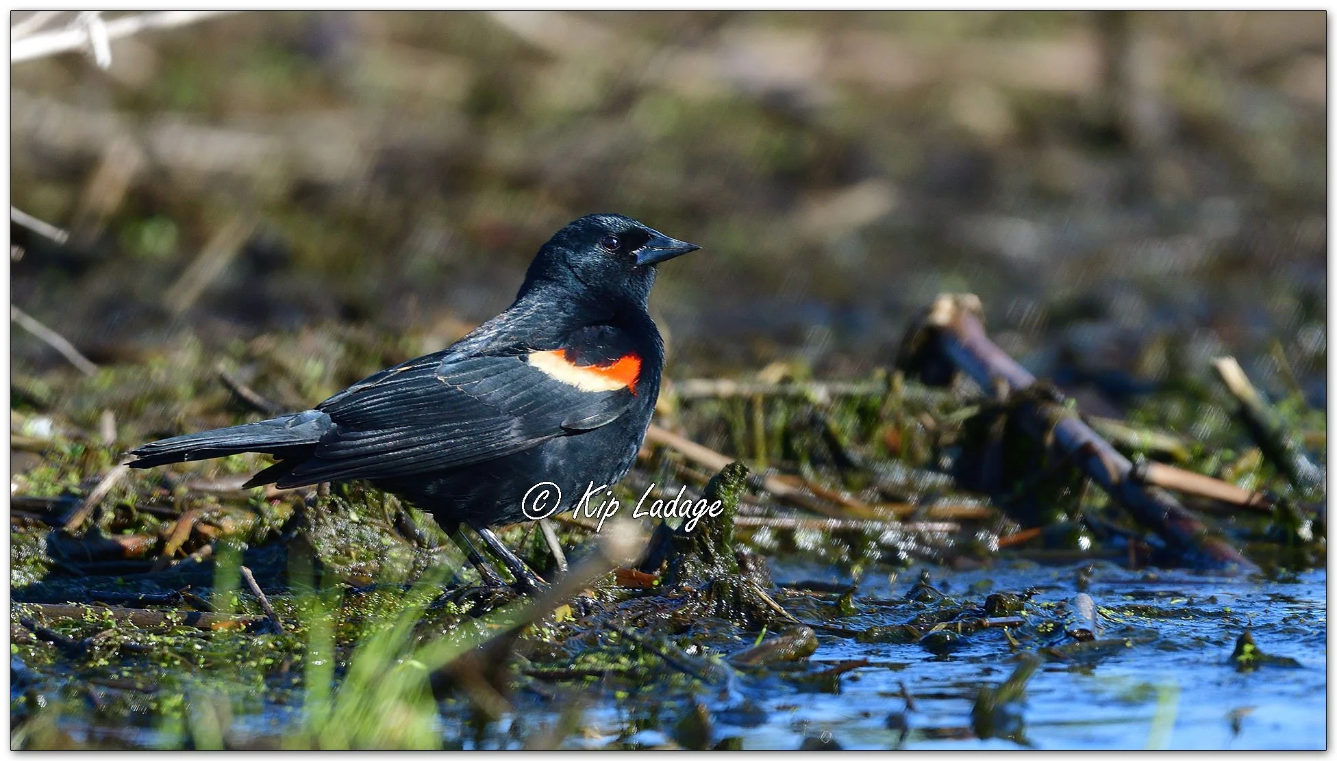 Male Red-winged Blackbird - Image 1092821