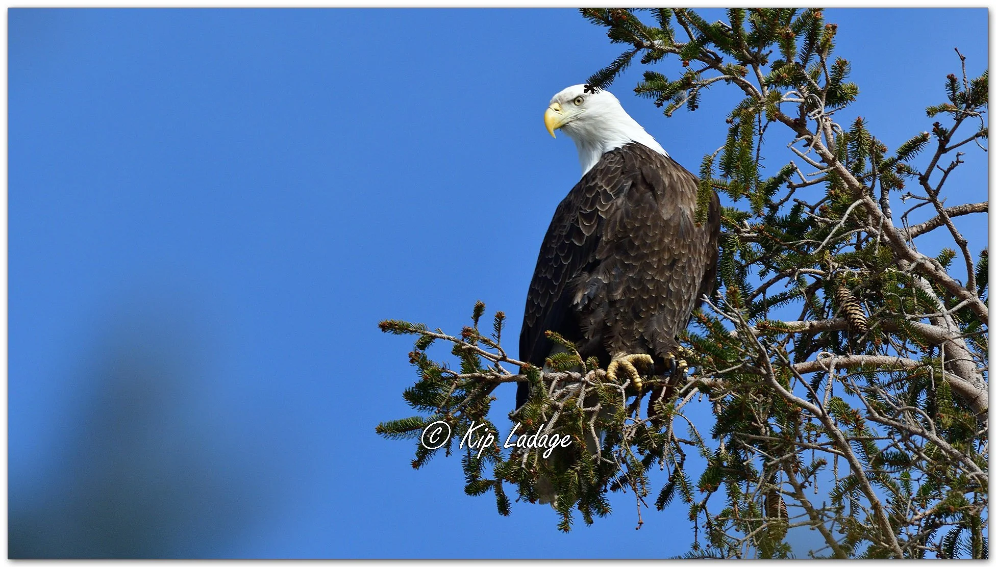 Adult Bald Eagle in Spruce Tree - Image 1075203
