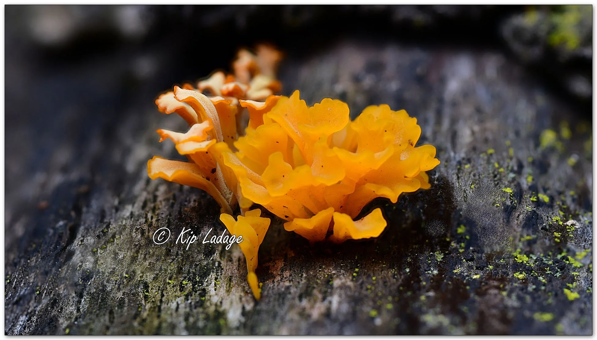 Fan-shaped Jelly Fungus (x3)