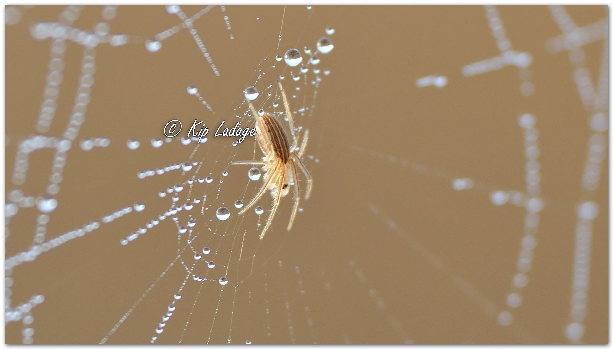 Striped Orb Weaver on Dew-covered Web - Image 1087284