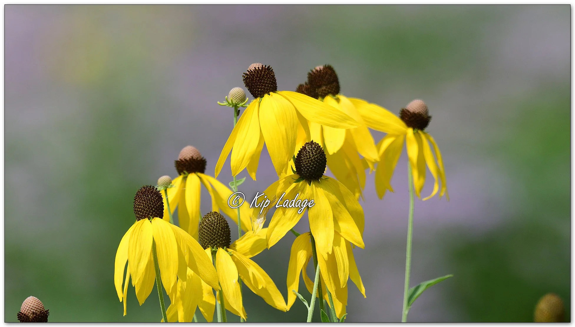 Gray-headed Coneflowers - Image 1124062