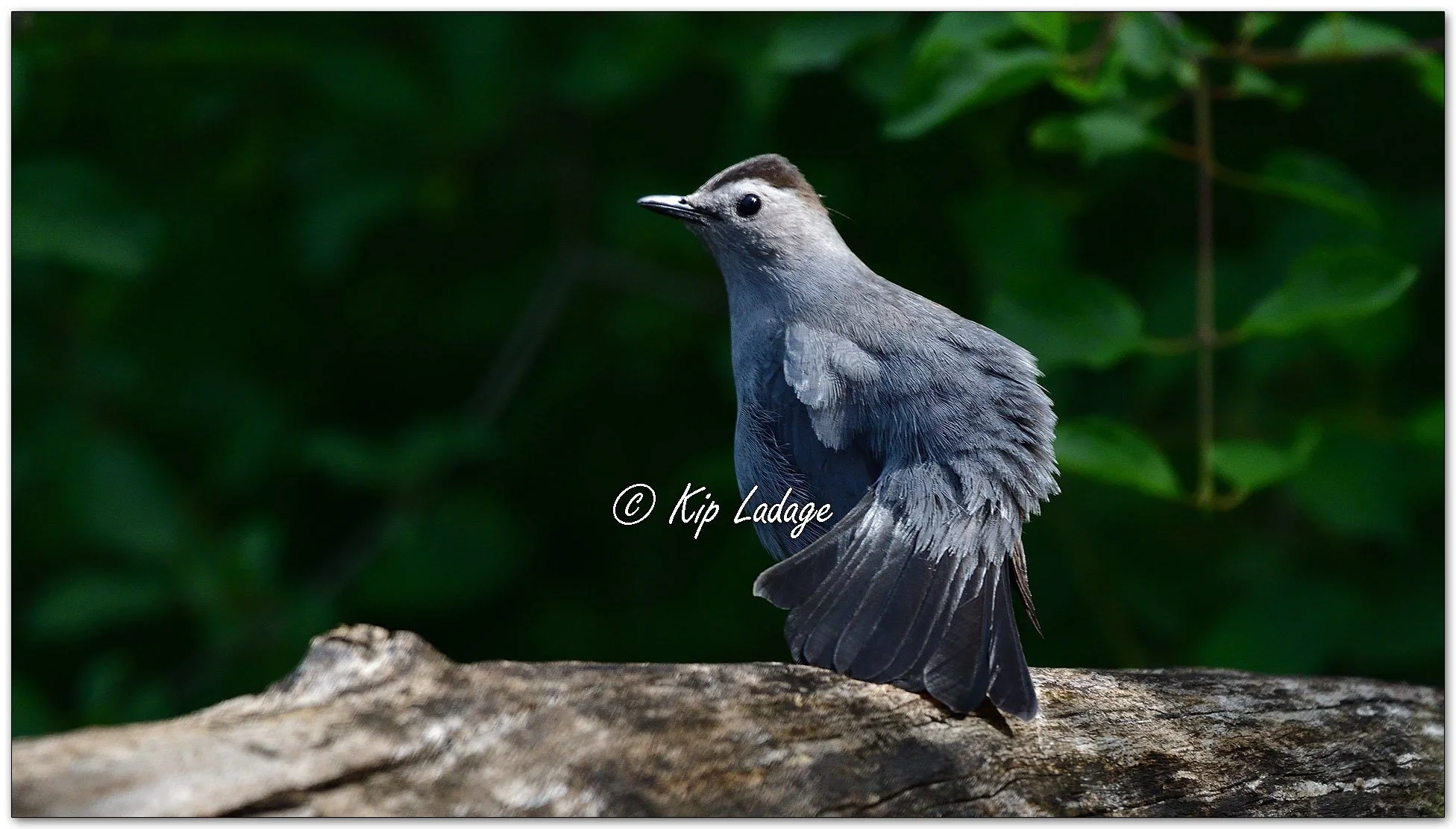 Gray Catbird - Image 1103996