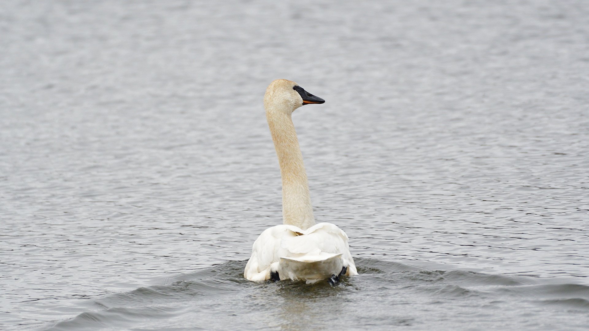 Lone Trumpeter Swan - Image 1076488