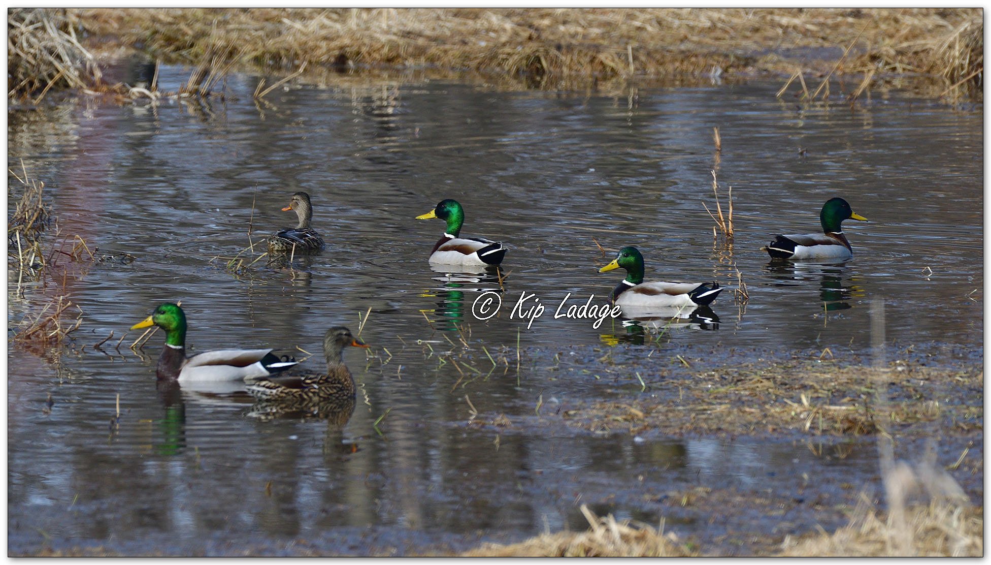 Mallards at Sweet Marsh - Image 1063820