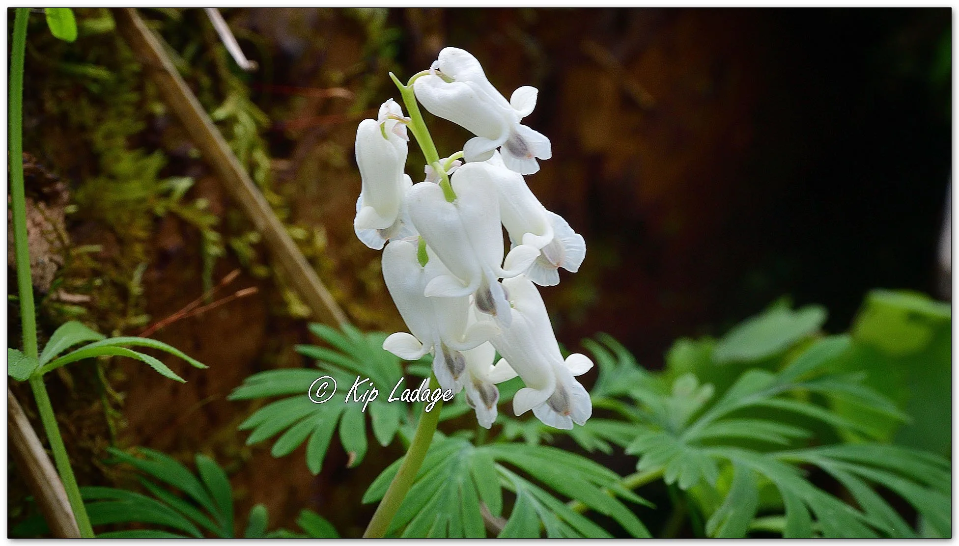 Squirrel Corn - image 1094129
