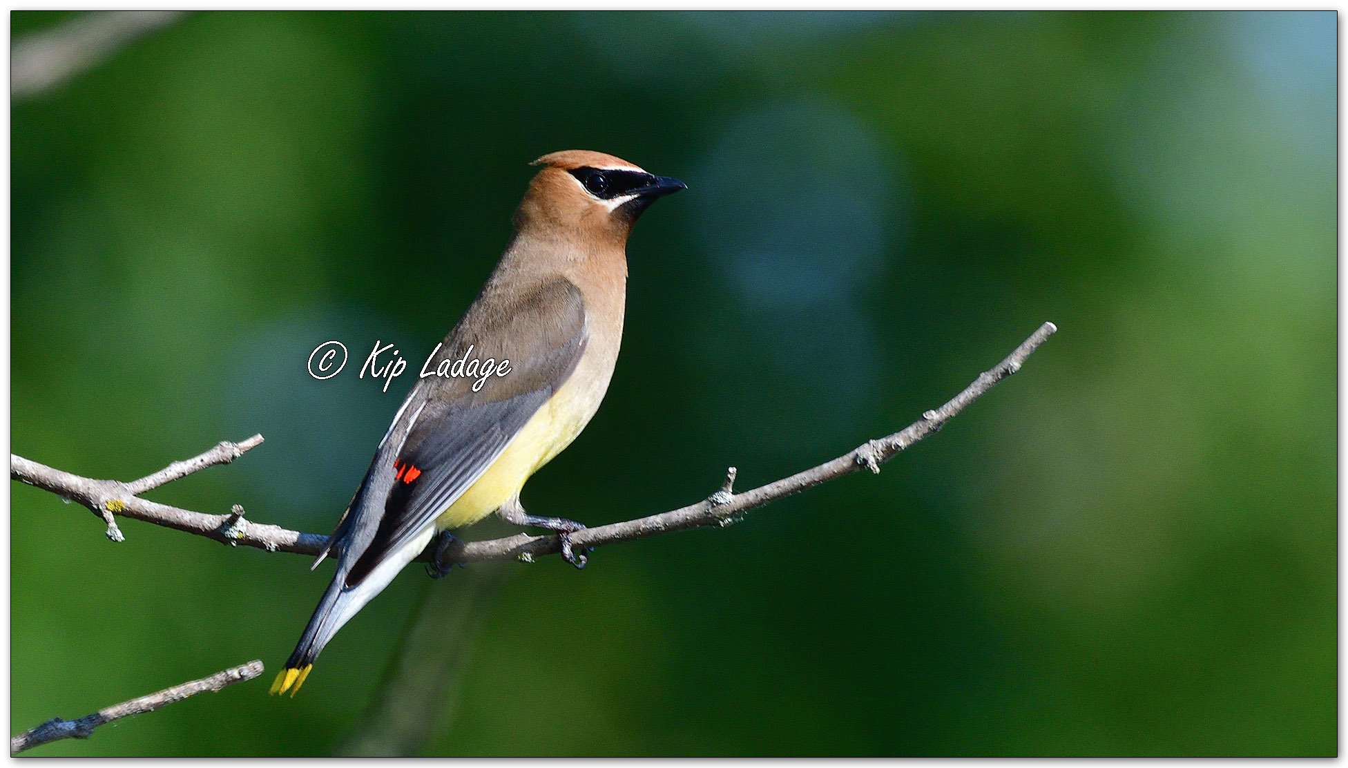 Cedar Waxwing - Image 1138746