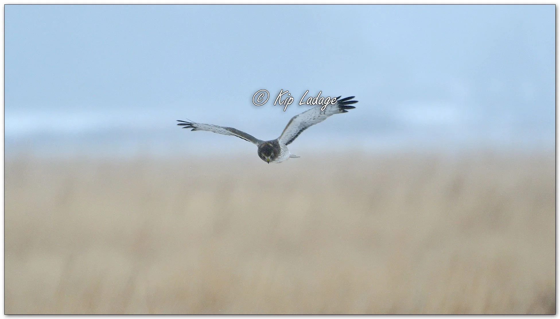 Northern Harrier in Flight - Image 1061042