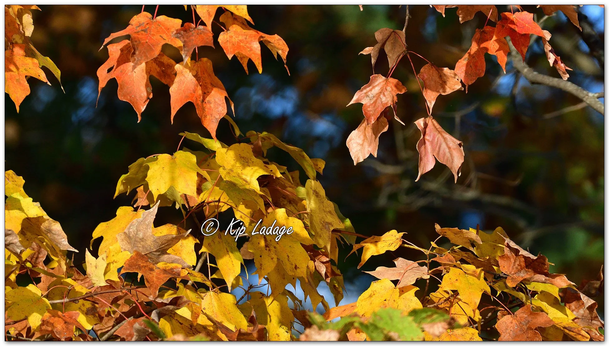 Autumn Timber Scene - Image 1165965