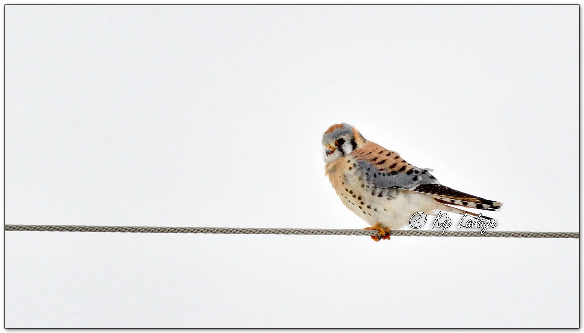 Male American Kestrel - Image 1053670