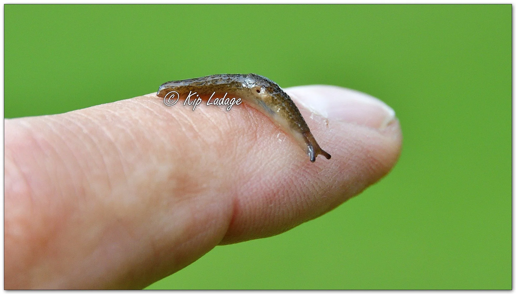 Slug on Finger - Image 1155792