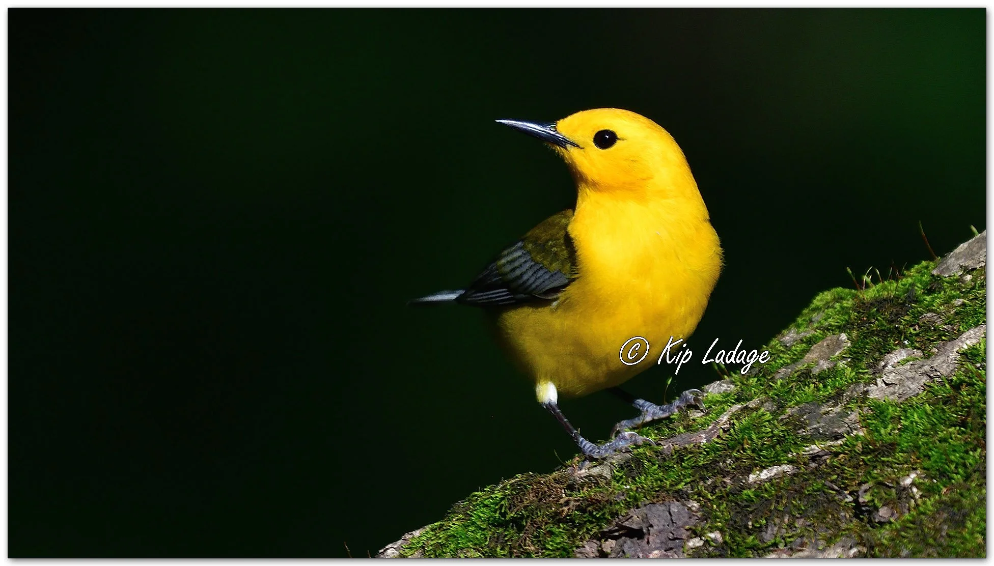 Prothonotary Warbler - Image 1100369