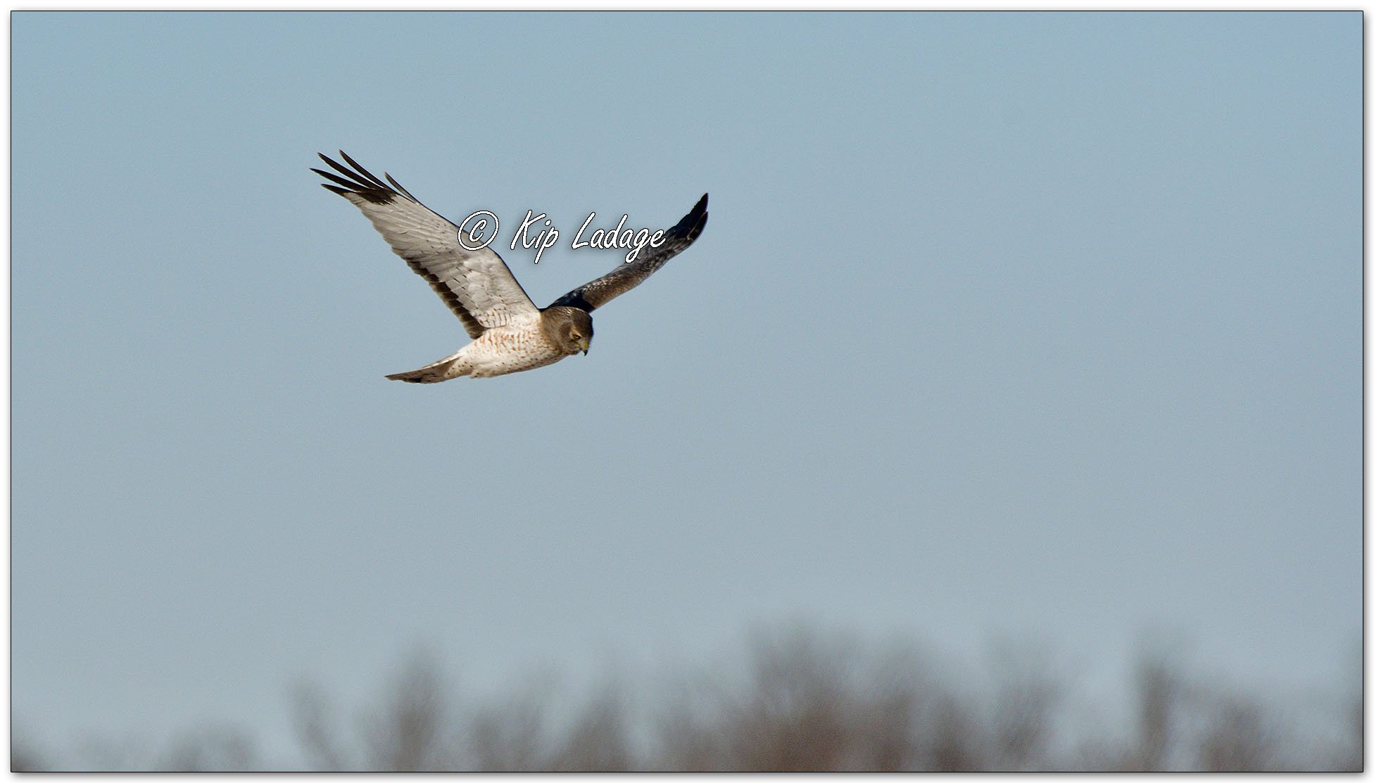 Male Northern Harrier - Image 1060369