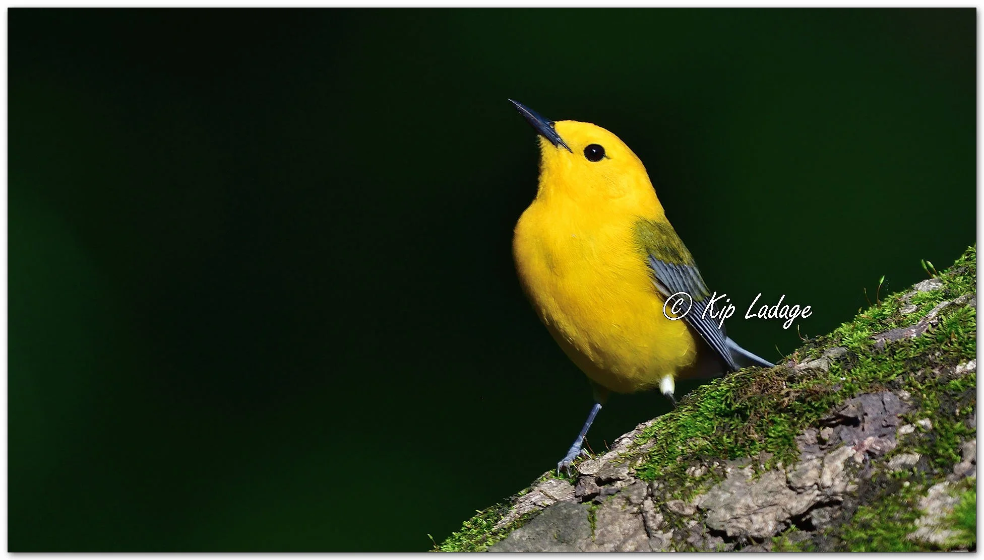Prothonotary Warbler - Image 1100355
