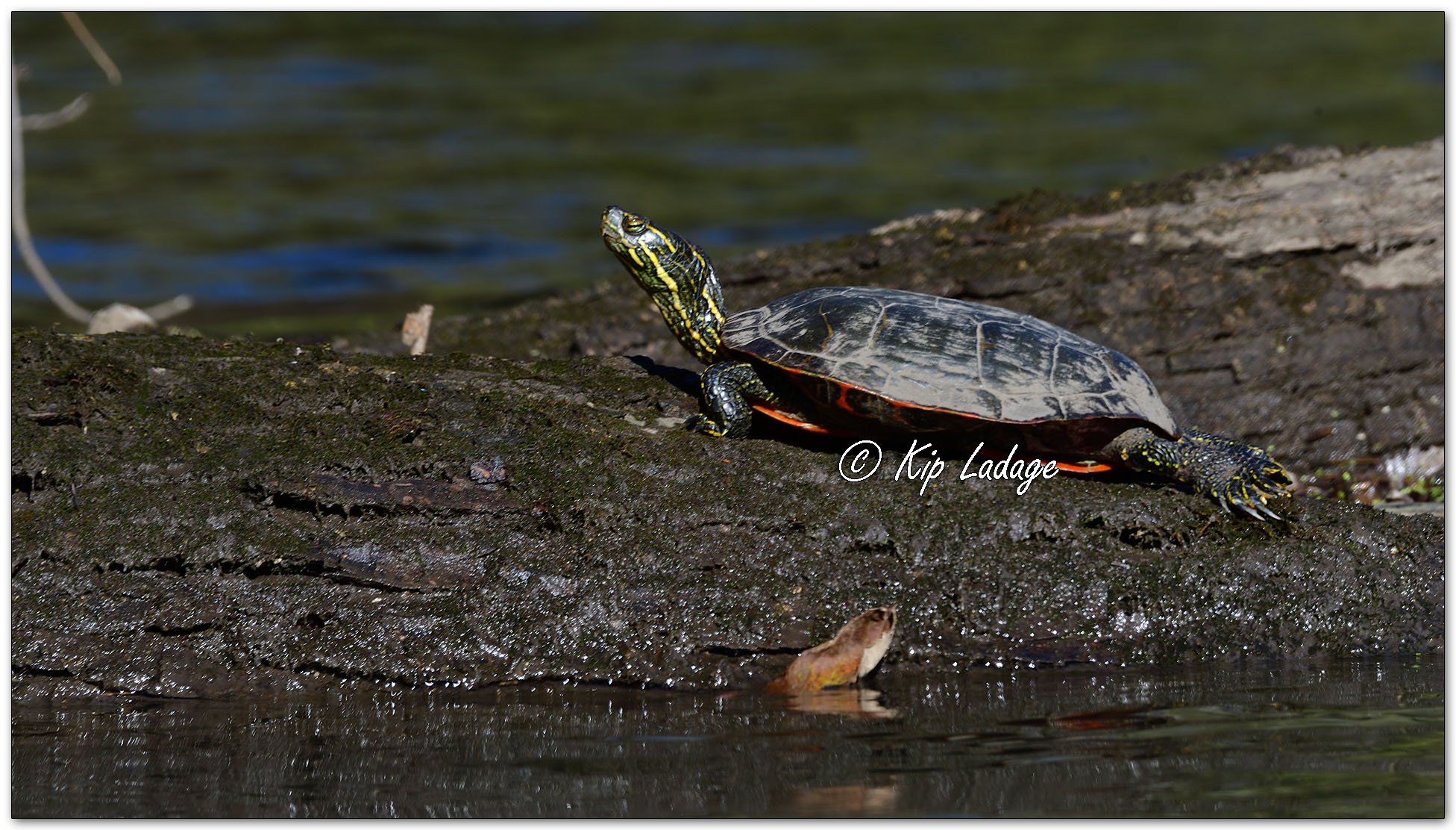 Painted Turtle on Log - Image 1164386