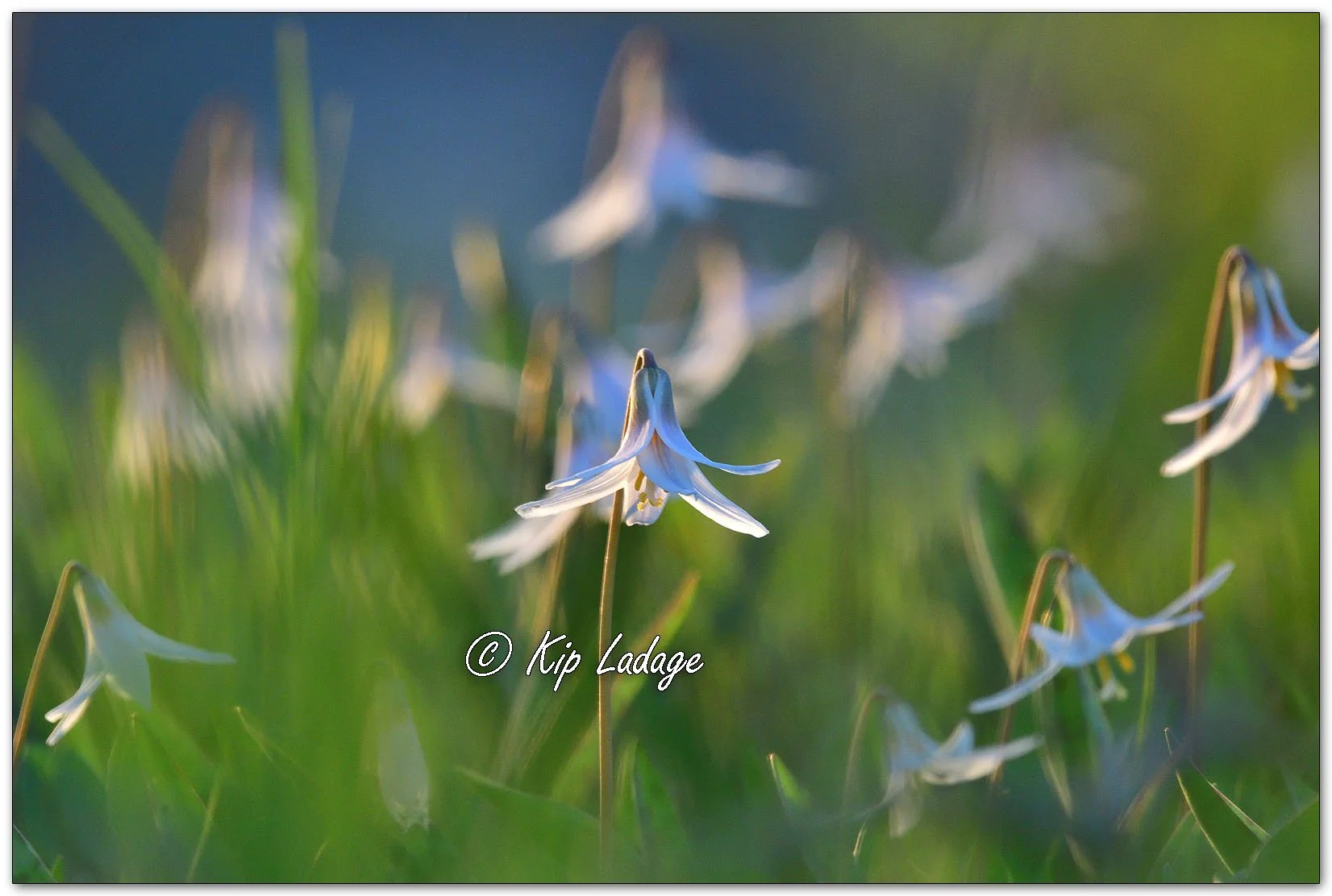 Dogtooth Violet (Trout Lily) - Image 1091131