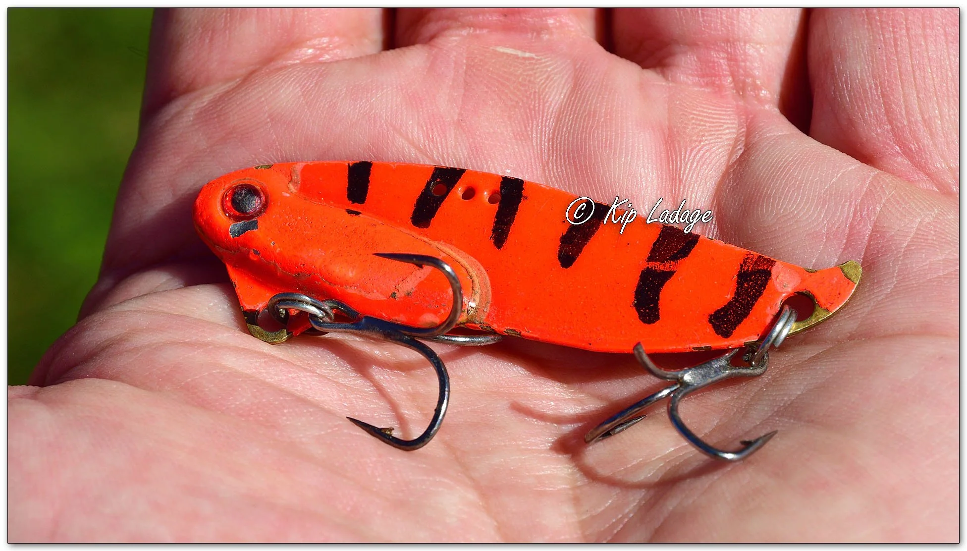 Fishing Lure Caught in Canada Goose Foot - Image 1160394