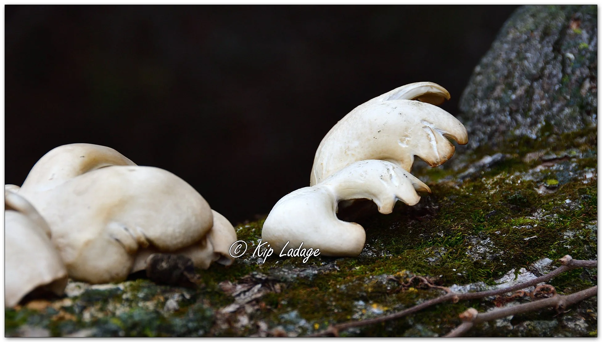 Oyster Mushroom - Image 1168202