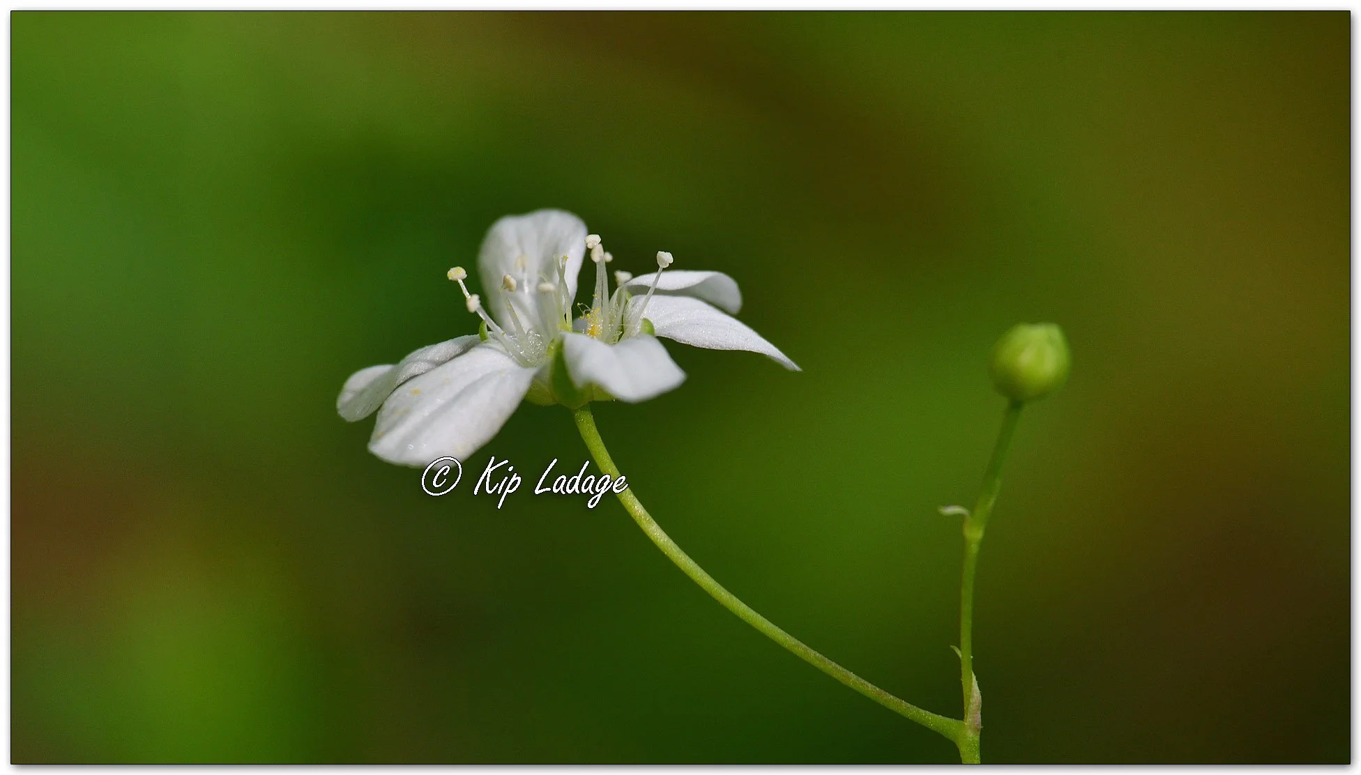 Bluntleaf Sandwort - Image 1095349