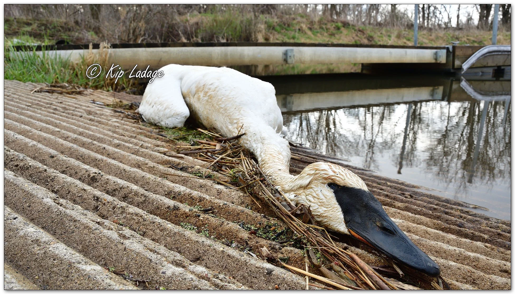 Dead Trumpeter Swan - Image 1084920
