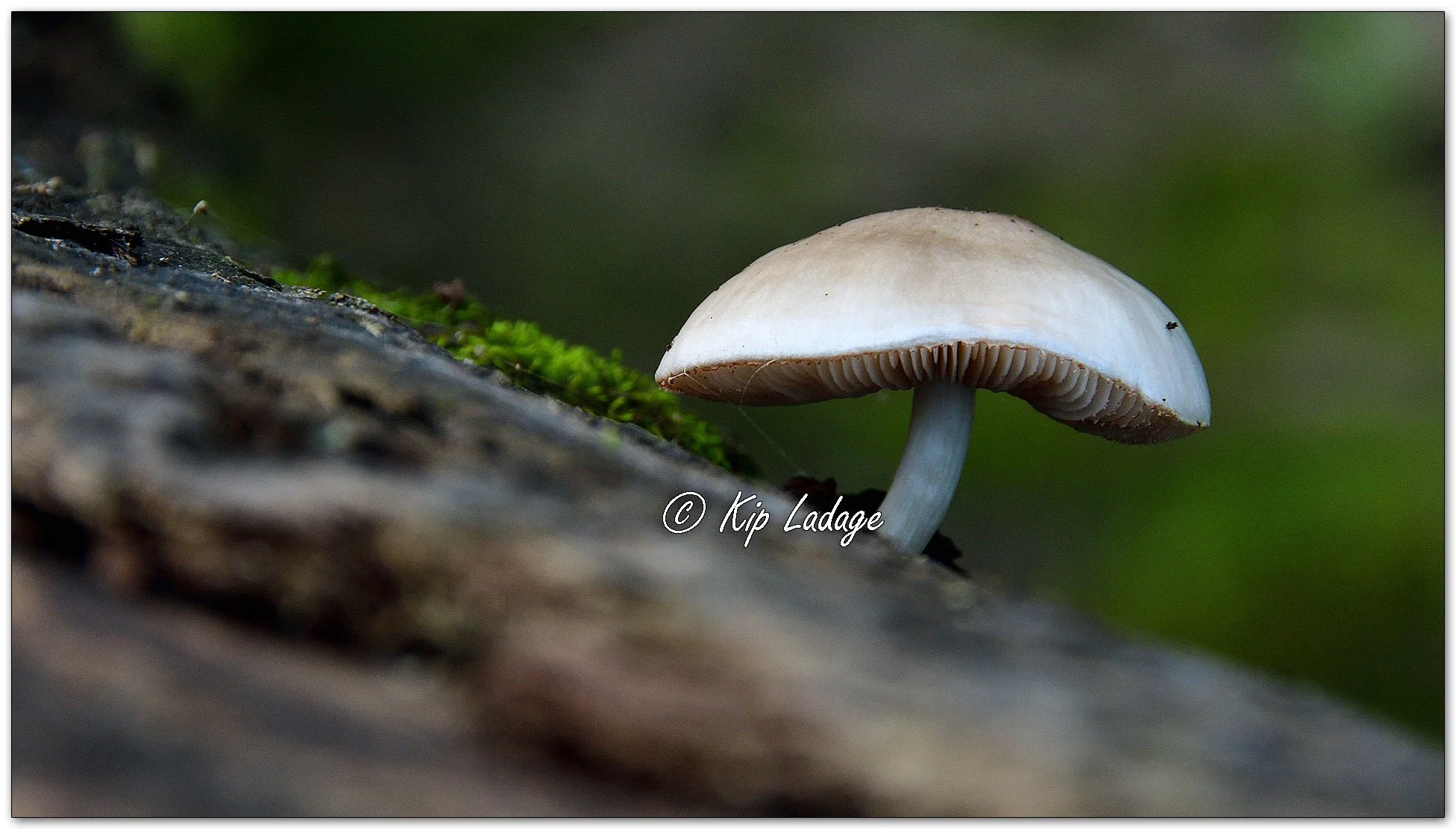 Scaly Shield Mushroom - Image 1146215