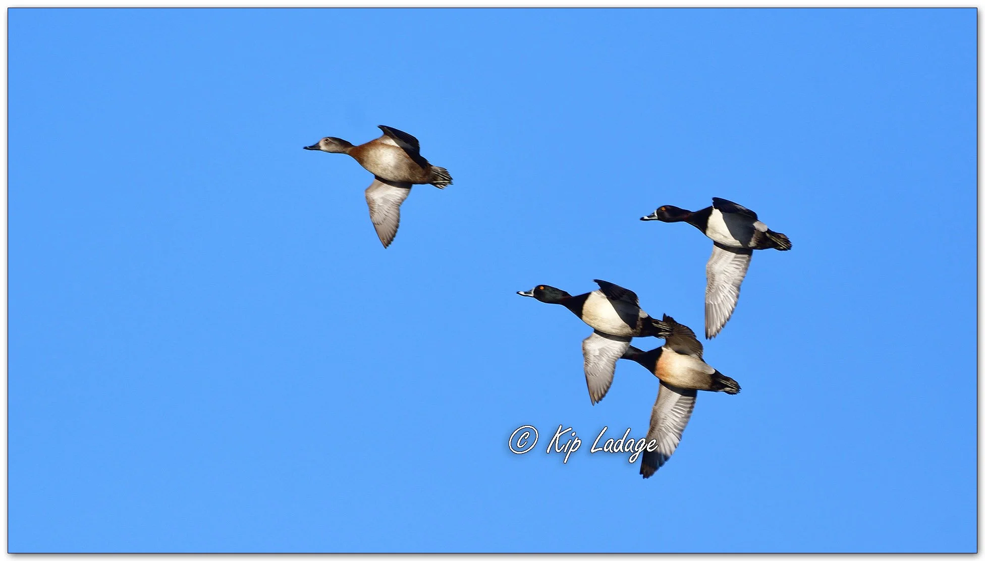 Ring-necked Ducks in Flight - Image 1070226