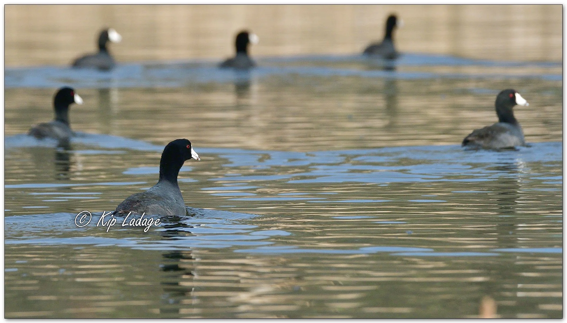 American Coot - Image 1088645