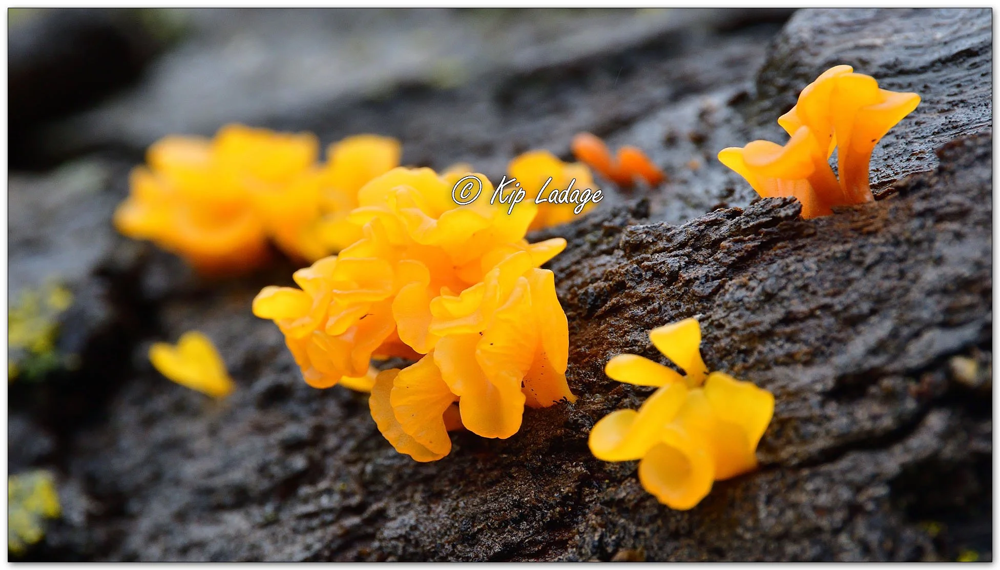 Fan-shaped Jelly Fungus - Image 1154547