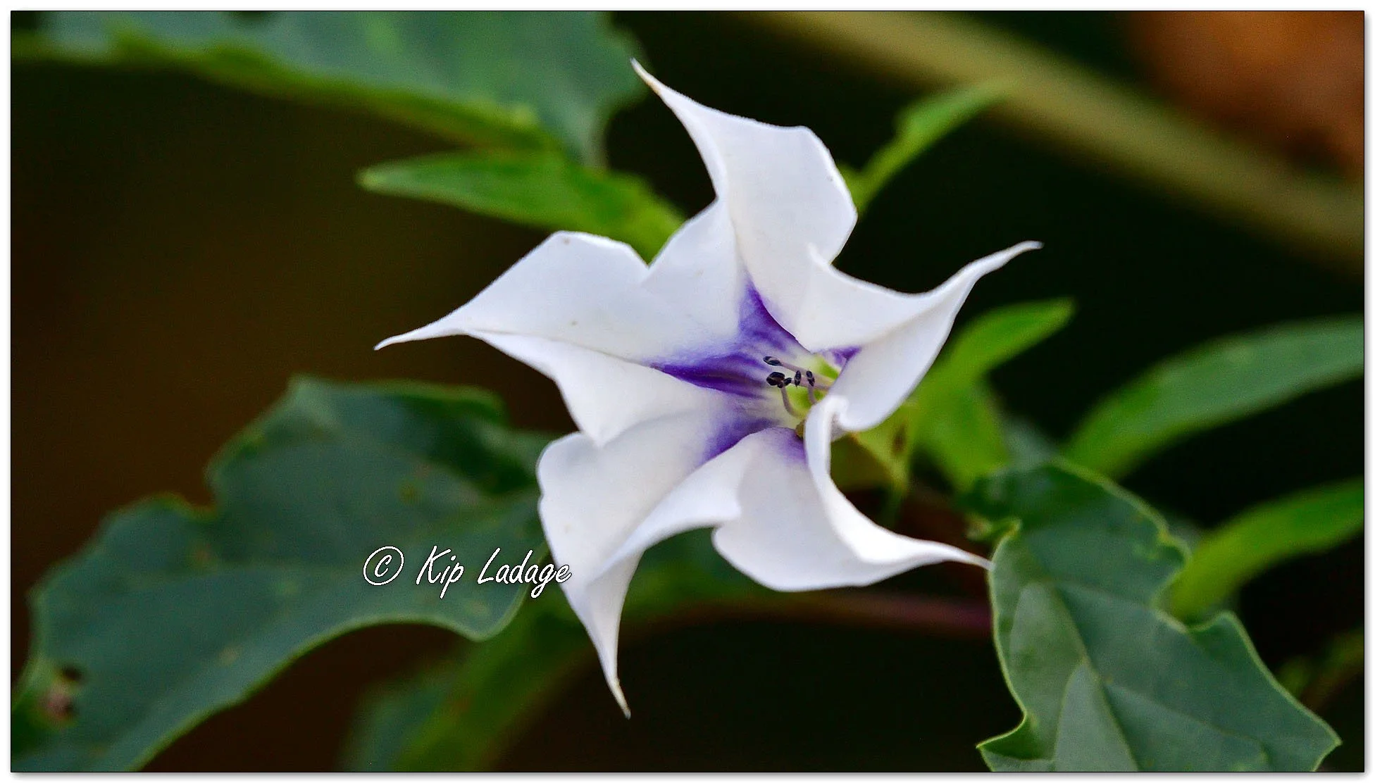 Jimsonweed - Image DS1_0283