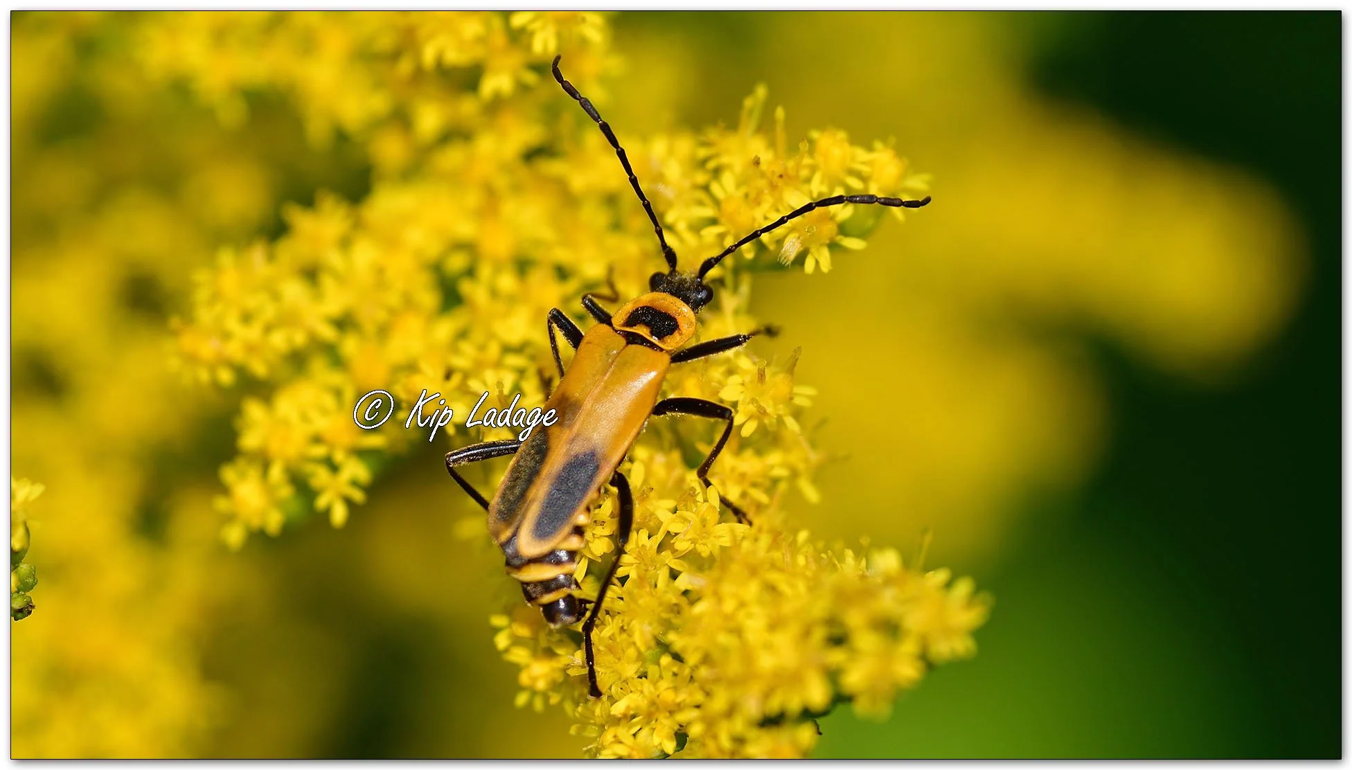 Goldenrod Soldier Beetle on Goldenrod - Image 1139552
