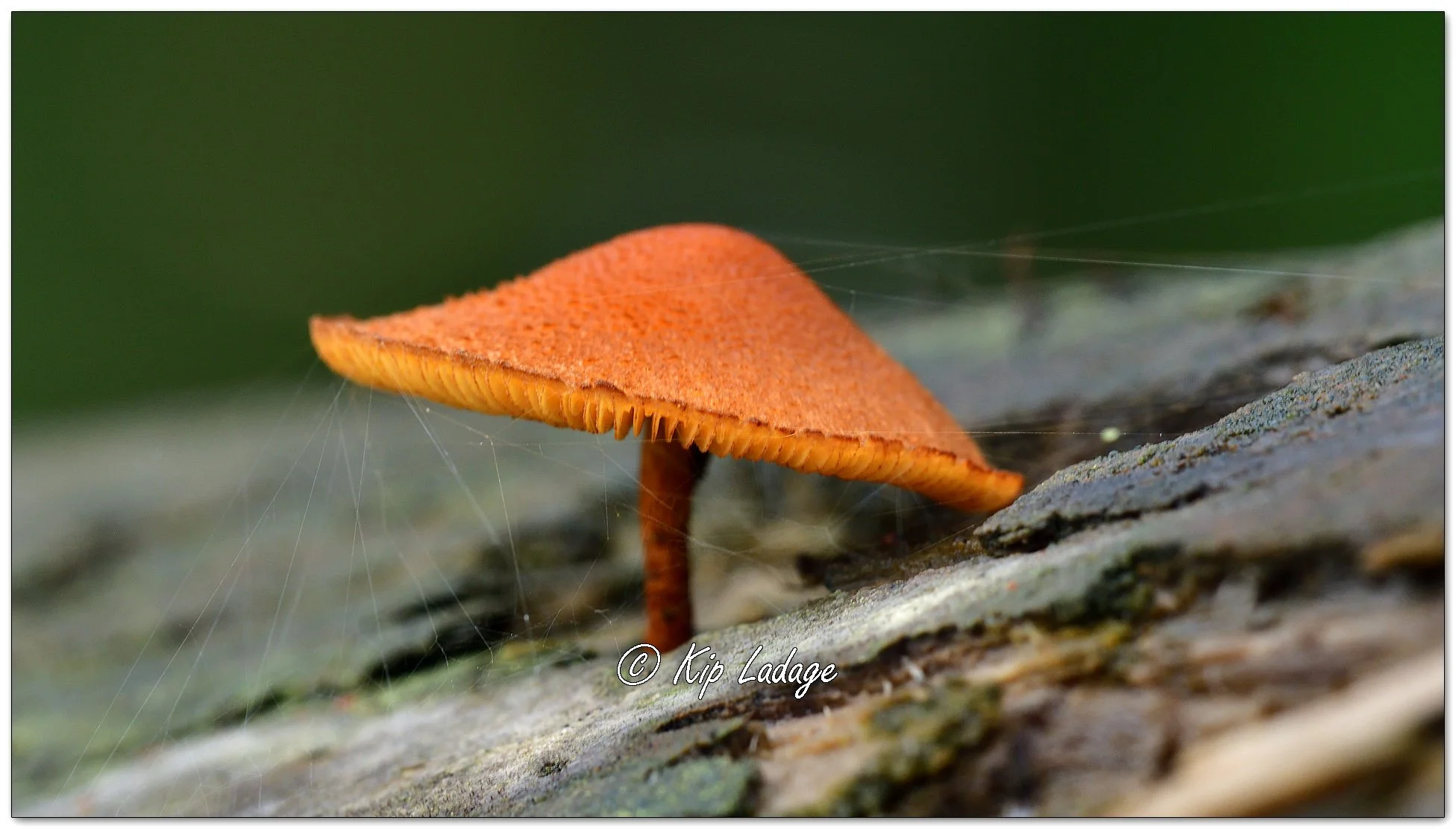 Scalycap Fungus - Image 1134580