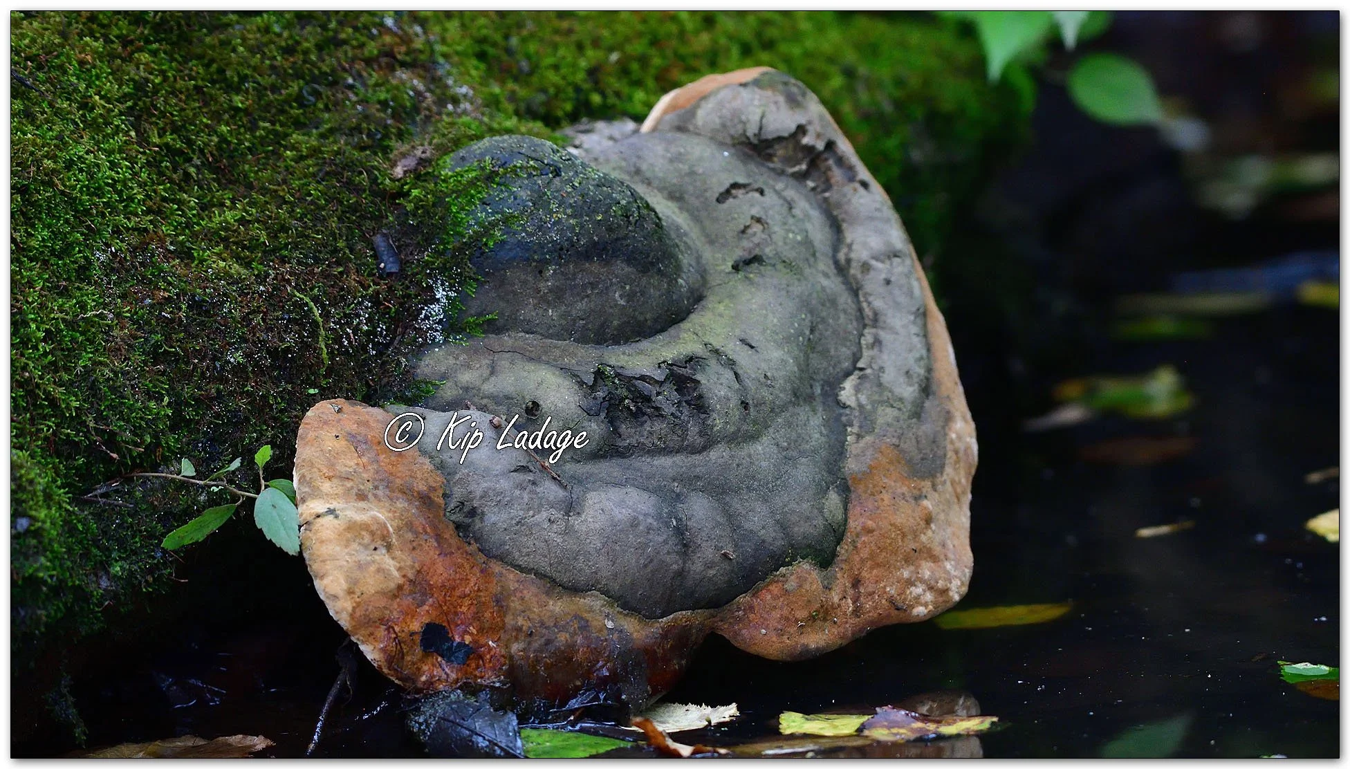 Red-belt Fungus - Image 1142561