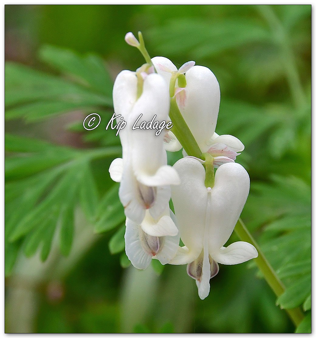 Squirrel Corn - image 1094018